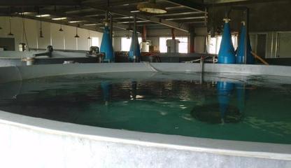 日本黃姑魚(yú)工廠(chǎng)化養(yǎng)殖技術(shù)與水產(chǎn)品開(kāi)發(fā)