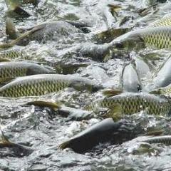水產(chǎn)資源 藍(lán)色糧倉的潛力與挑戰(zhàn)